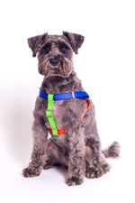 HARNESS SONIA - YELLOW/LIME MULTI