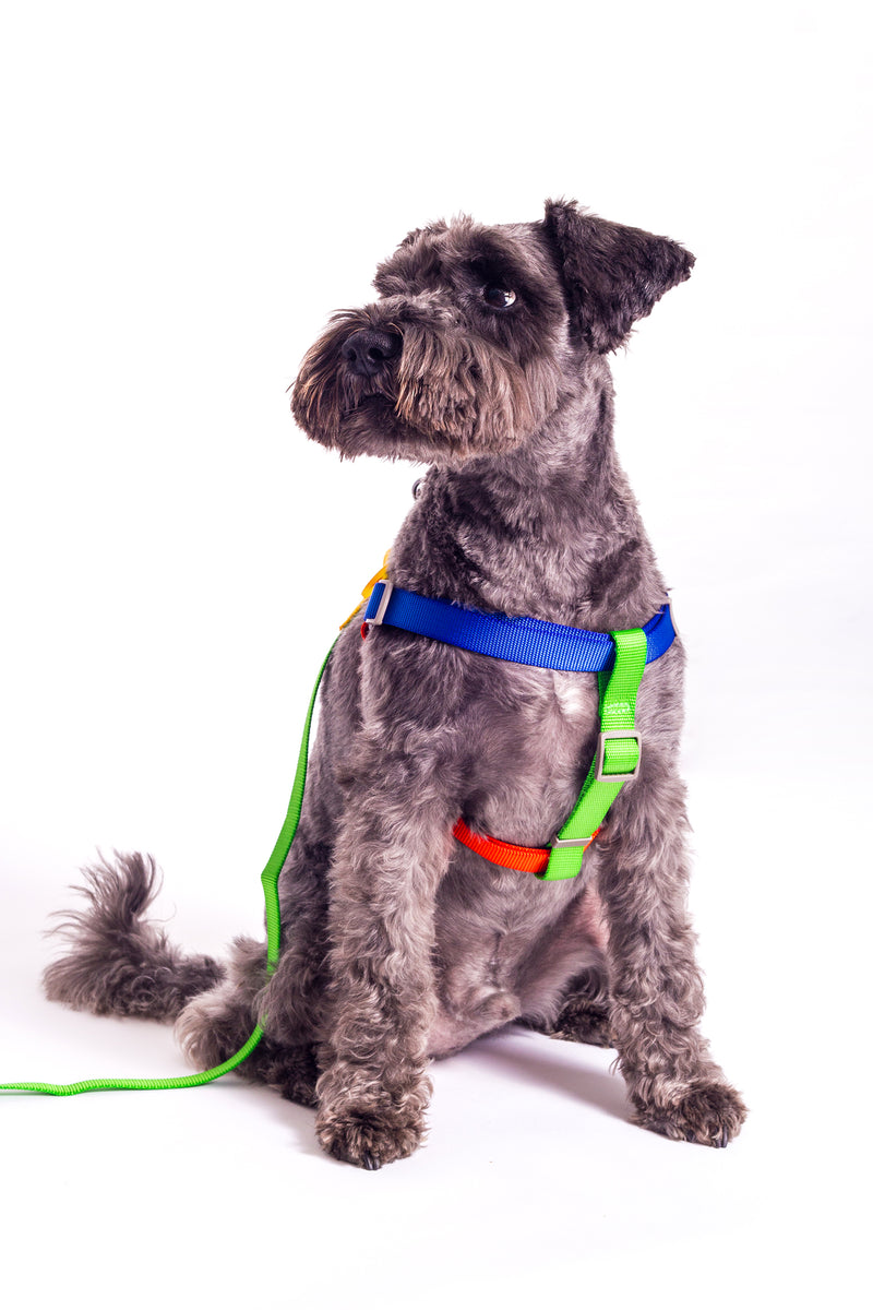 HARNESS SONIA - YELLOW/LIME MULTI